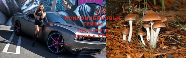 стаф Майский